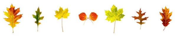 Verschillende Gekleurde Bladeren Liggen Naast Elkaar Een Witte Achtergrond — Stockfoto