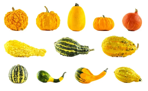 Beyaz arka planda farklı balkabaklarından oluşan büyük bir koleksiyon