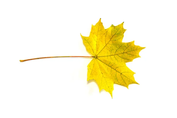 A single leaf (maple) against white background — Stock Image Single Leaf Maple White Background Stock Image