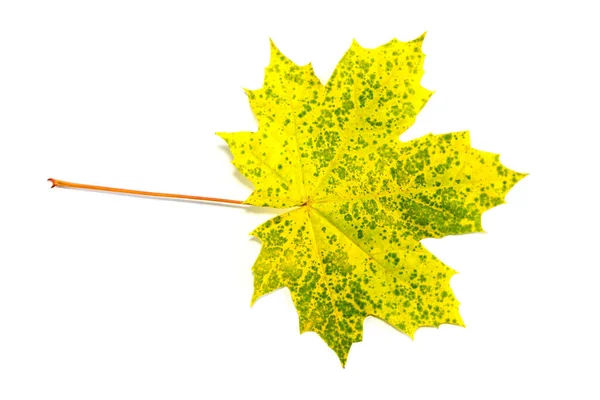 A single leaf (maple) against white background — Stock Image Single Leaf Maple White Background Stock Picture