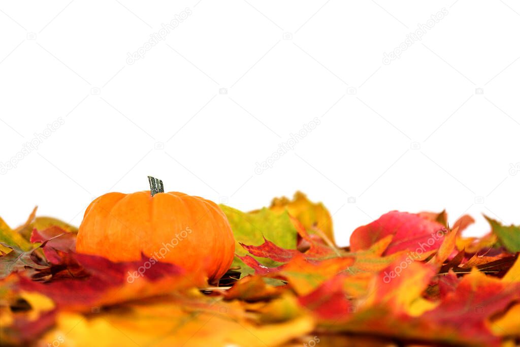 Pumpkin and foliage against white background, with copy space
