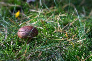 Ormanda yosunlarla çevrili bir mantar.