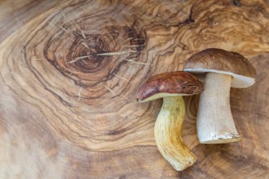 İki farklı mantar zeytin ağacında bir tahtanın üzerinde.