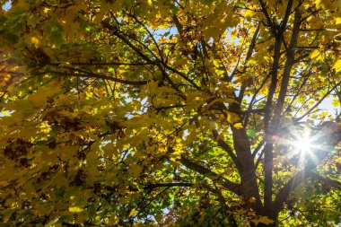 Aşağıdan çekilmiş renkli sonbahar yaprakları.