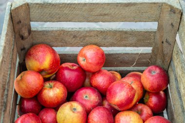 Tahta bir kutuda bir sürü lezzetli olgun elma (Santana)