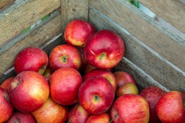 Tahta bir kutuda bir sürü lezzetli olgun elma (Santana)