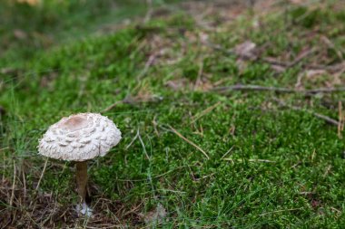 Ormanda duran bir şemsiye mantarı.