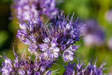 Dancy phacelia (Phacelia tanacetifolia), sonbaharda yetişen bir bitki türü.