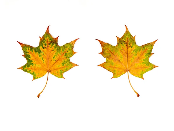 Gekleurd Blad Herfst Voor Witte Achtergrond Voor Achterkant — Stockfoto