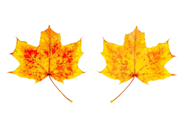 Gekleurd Blad Herfst Voor Witte Achtergrond Voor Achterkant — Stockfoto