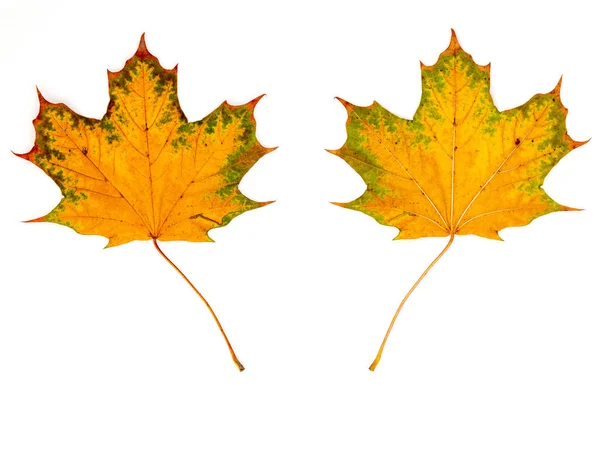 Gekleurd Blad Herfst Voor Witte Achtergrond Voor Achterkant — Stockfoto