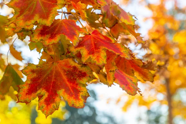 Hojas Otoño Colores Árbol Fotografiadas Desde Abajo —  Fotos de Stock