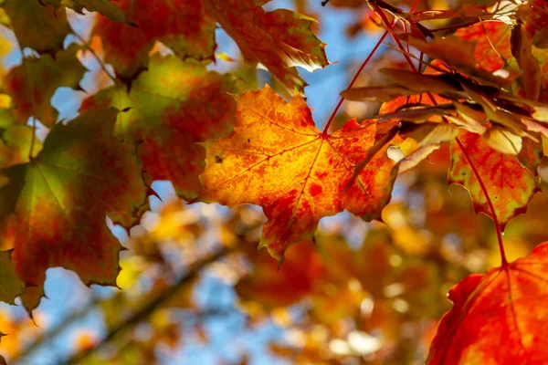 Hojas Otoño Colores Árbol Fotografiadas Desde Abajo —  Fotos de Stock