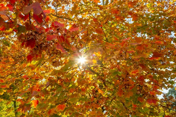 Hojas Otoño Colores Árbol Fotografiadas Desde Abajo —  Fotos de Stock