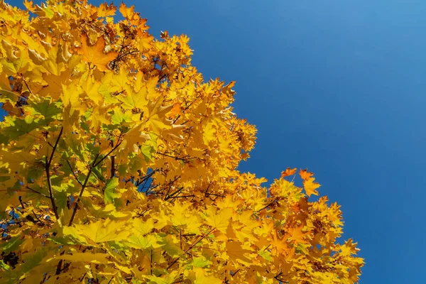 Folhas Outono Coloridas Uma Árvore Fotografadas Baixo — Fotografia de Stock