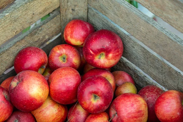 Tahta bir kutuda bir sürü lezzetli olgun elma (Santana)