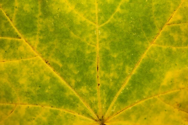 Close Autumnal Leaf Maple — Stock Photo, Image