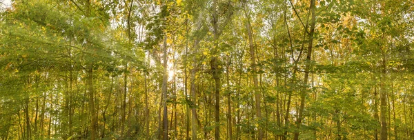 Panorama Automne Une Forêt Soleil — Photo