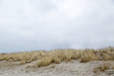 Kum çimleri rüzgarda esiyor, Baltık Denizi 'nde