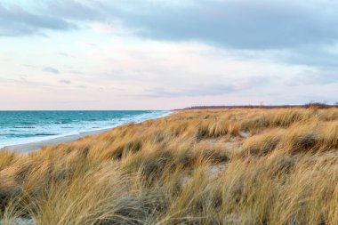 Kum çimleri rüzgarda esiyor, Baltık Denizi 'nde