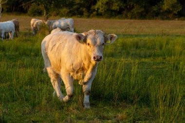 Çayırda gün batımında inekler ve boğalar (Charolais)