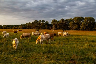 Çayırda gün batımında inekler ve boğalar (Charolais)