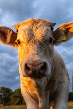Genç bir ineğin yakın çekimi (Charolais)