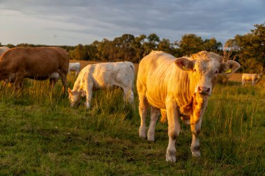 Çayırda gün batımında inekler ve boğalar (Charolais)