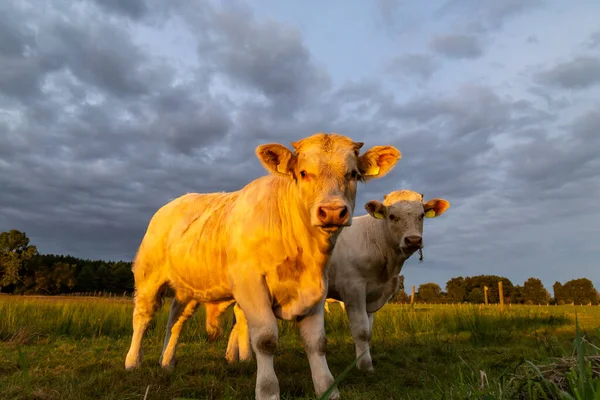 Cows and bulls (Charolais) at sunset on a pasture