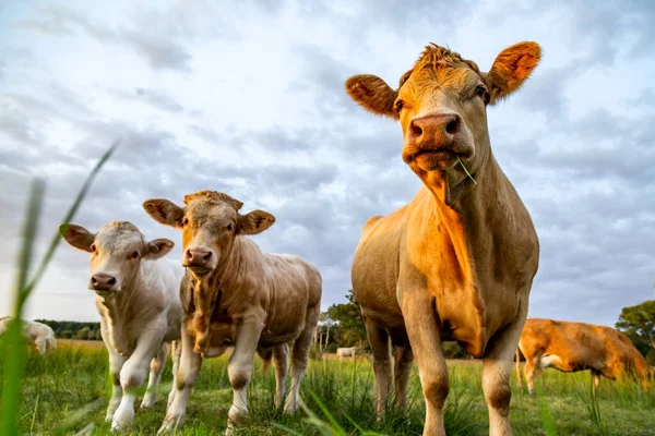 Çayırda gün batımında inekler ve boğalar (Charolais)