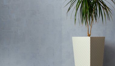 Açık gri arkaplan. Açık renkli iç dekorasyon, duvarın yanındaki geometrik saksıda draacaena. Metin için boşluk.