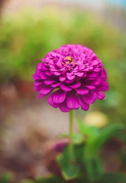 Rosa Flor Aster Close Fundo Borrado — Fotografia de Stock