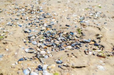 Kumsalda deniz kabuğu deniz yıldızı tatil kabukları