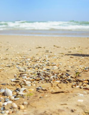 Deniz kabukları ve seçici odaklı kumlu sahil