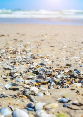 Kumsalda deniz kabuğu deniz yıldızı tatil kabukları