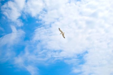 Bulutlarda uçan beyaz bir martı