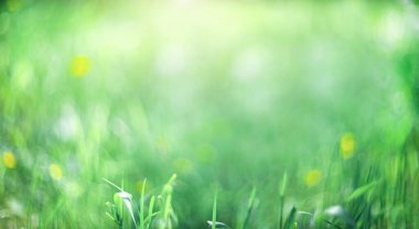 Green blurred background. Abstract wallpaper background. Grass background