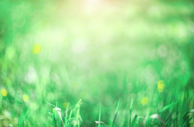 Green blurred background. Abstract wallpaper background. Grass background