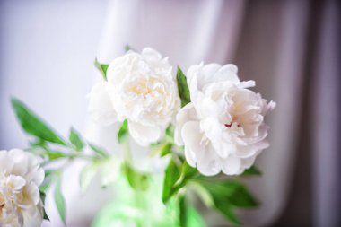 Three white peonies in a green vase on a light blurry background (selective focus)