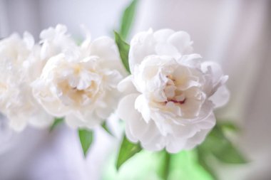 Three white peonies in a green vase on a light blurry background (selective focus)
