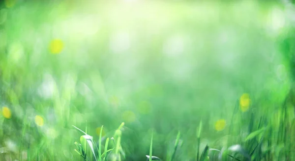 Green blurred background. Abstract wallpaper background. Grass background