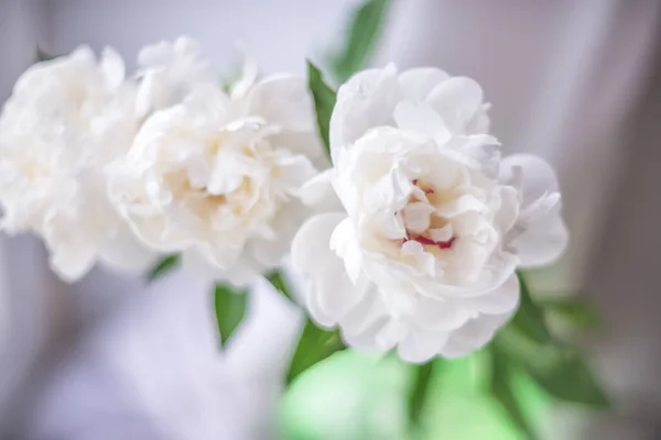 Trois Pivoines Blanches Dans Vase Vert Sur Fond Clair Flou — Photo