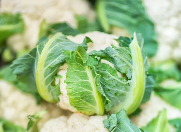 Group of cauliflower with green leaves. Fresh cabbage from a farm field. Organic food. Retail trade in agriculture. Farmer\'s food. (Selective focus)