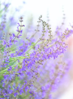 Parktaki bulanık doğal ve aydınlık arkaplan üzerindeki leylak kır çiçekleri