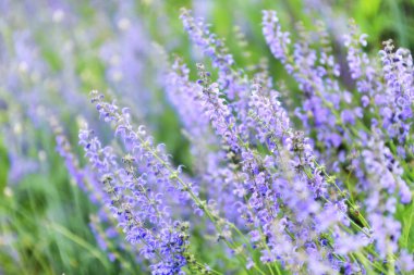 Parktaki bulanık doğal ve aydınlık arkaplan üzerindeki leylak kır çiçekleri