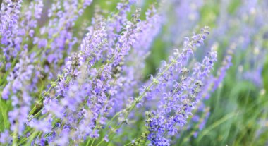 Parktaki bulanık doğal ve aydınlık arkaplan üzerindeki leylak kır çiçekleri