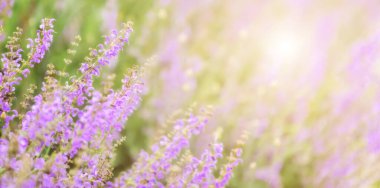 Parktaki bulanık doğal ve aydınlık arkaplan üzerindeki leylak kır çiçekleri