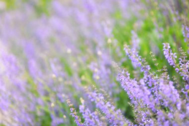 Bulanık bir arka planda leylak kır çiçekleri. Çiçek arkaplan. Seçici odak