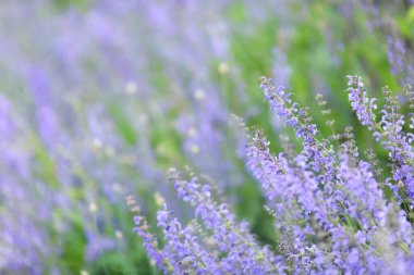 Bulanık bir arka planda leylak kır çiçekleri. Çiçek arkaplan. Seçici odak