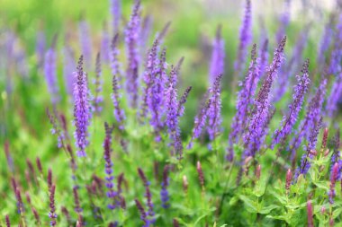 Bulanık bir arka planda leylak kır çiçekleri. Çiçek arkaplan. Seçici odak